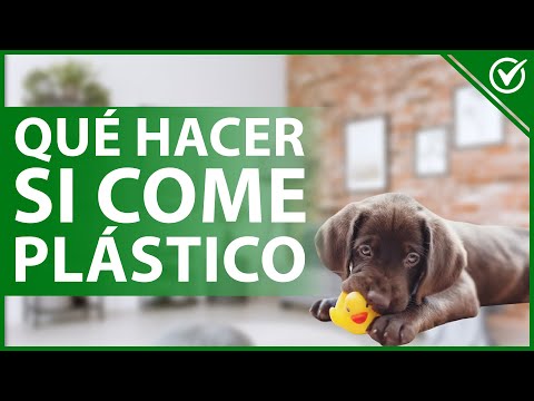 ¿Qué pasa si mi perro come papel?