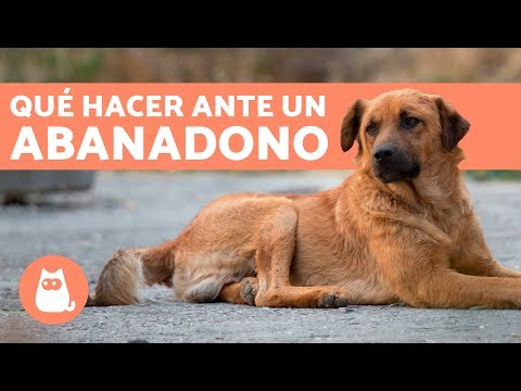 ¿Qué pasa si abandonas a un perro con chip?