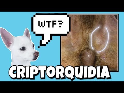 ¿Qué pasa si mi perro solo tiene un testículo?