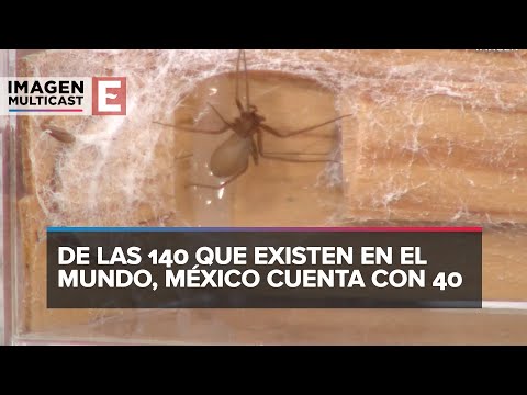 ¿Qué pasa si una araña violinista te pica?