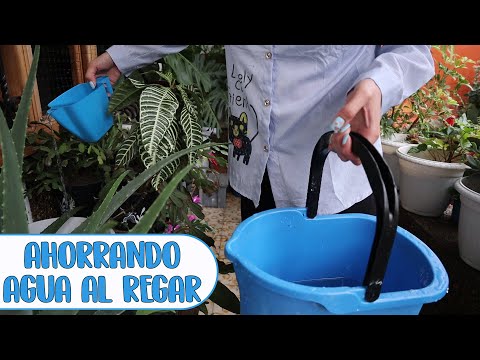 ¿Qué pasa si riego las plantas con agua de la piscina?