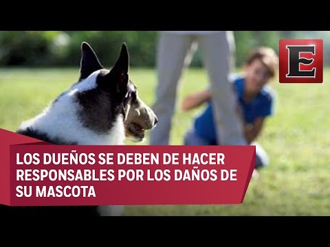 ¿Qué pasa si mi perro muerde a alguien?