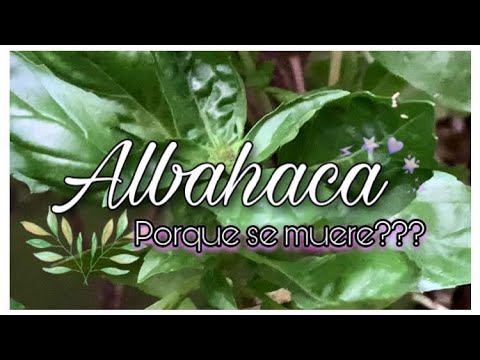 ¿Qué pasa si la albahaca florece?