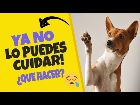 ¿Qué pasa si ya no puedo tener a mi perro?