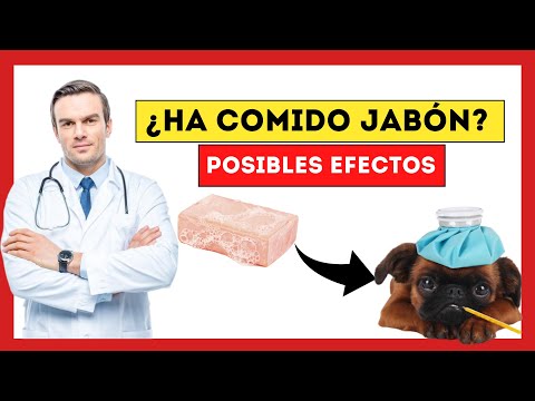 ¿Qué pasa si mi perro come jabón?