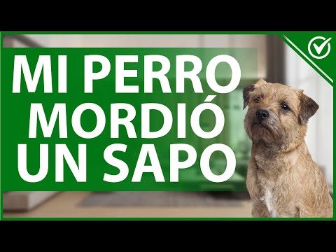 ¿Qué pasa si un perro se come un sapo?