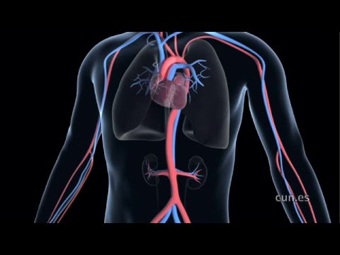 ¿Qué pasa si te cortan la vena aorta? Consecuencias y tratamiento